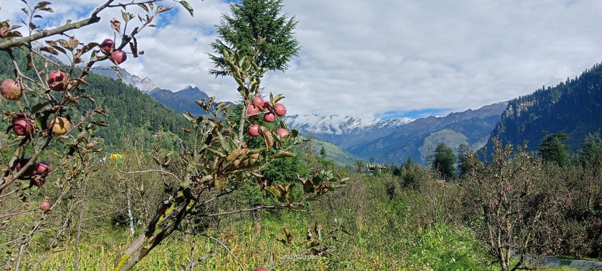 Hotel Apple Flower Manāli Eksteriør bilde